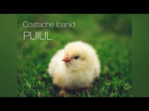 Puiul - Costache Ioanid | Poezie 