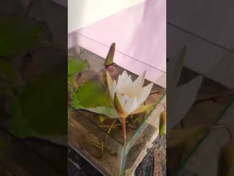 low cost ,small and simple watter lily aquarium | making video link in the coment box