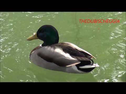 ANATRE DI GERMANO NEL LAGO A BOVES (CN) DOM. 13 - 10 - 2019