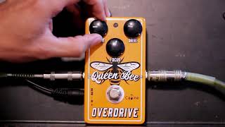 Video thumbnail for Caline CP- 503 "Queen Bee" by Julián Restrepo Duque
