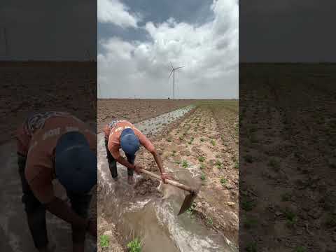 Farming || #viral #shorts #hardwork #farming #farmwork