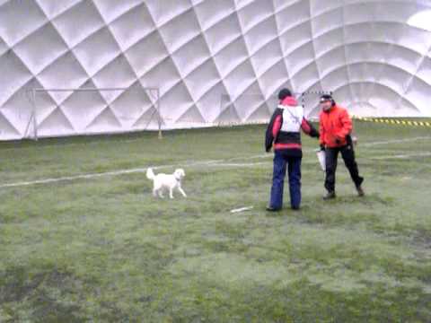 Kriszta&Cuki obedience kezdő