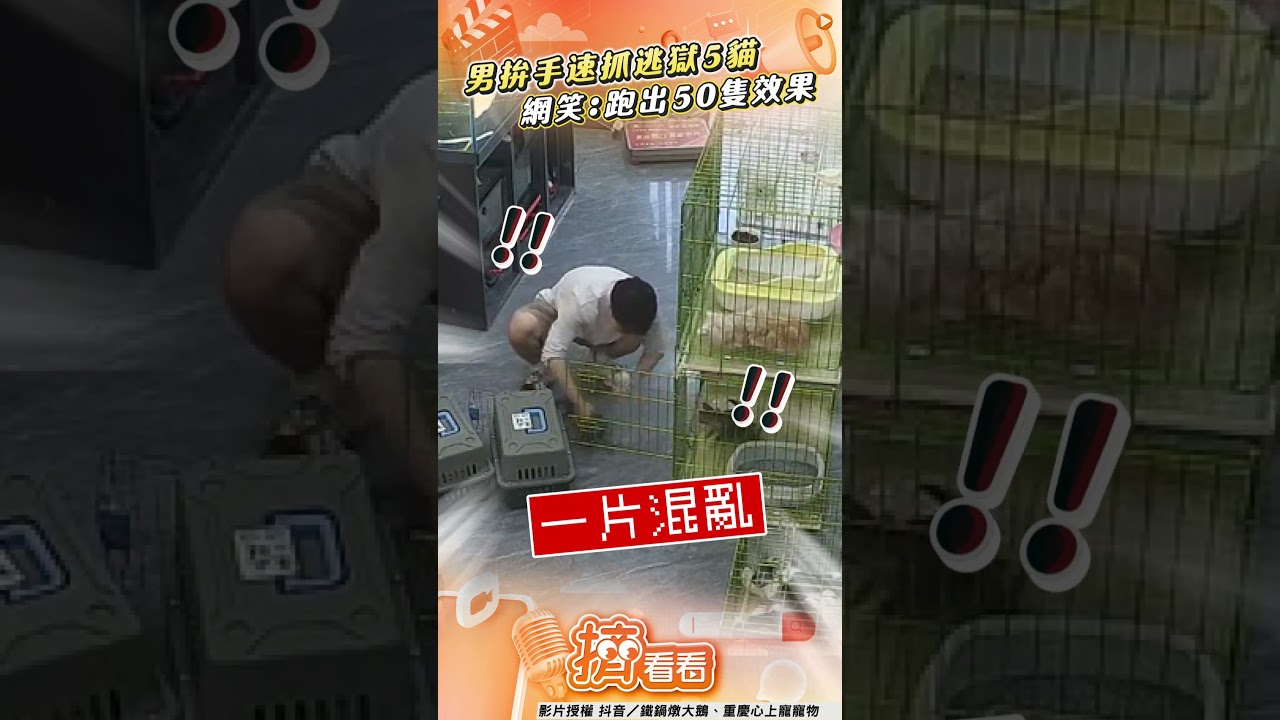 影音/男店員拚手速抓逃獄5小貓! 無限循環網笑:跑出50隻效果
