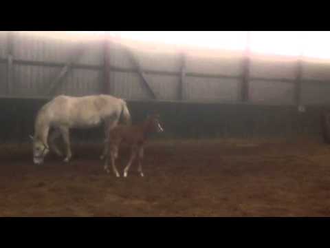 Cascadello Hengstfohlen