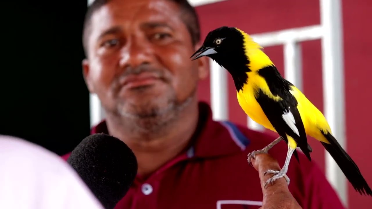 O HOMEM QUE ENSINOU O PASSARINHO CANTAR O HINO NACIONAL