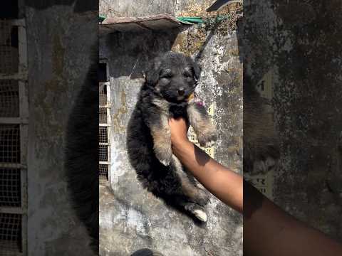 German Shepherd Dog | Rajendra Kennel