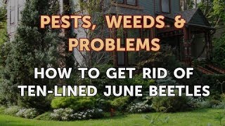 How to Get Rid of Ten-Lined June Beetles
