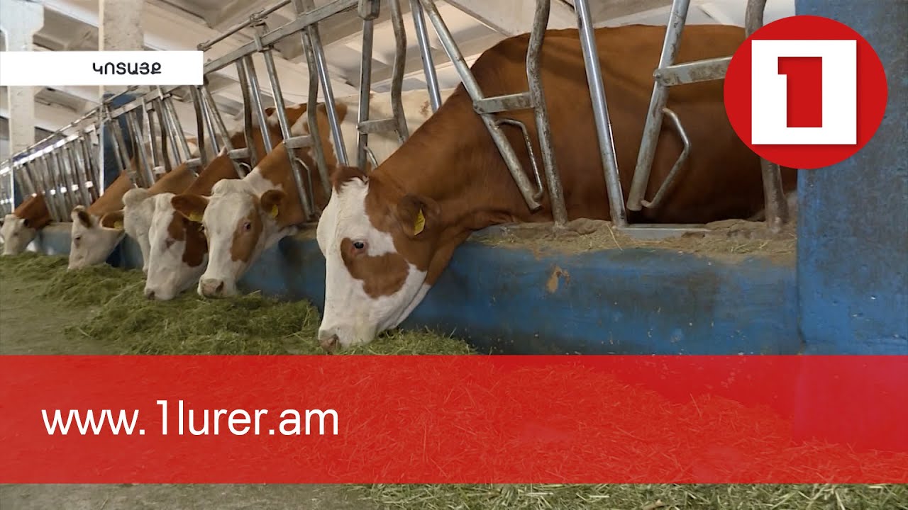 Փորձարկվում է անասնակերի այլընտրանքային արտադրության հնարավորությունը