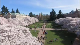 UW Cherry Blossom Cam