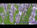 Sacred Mountain Lavender Farm, Salt Spring Island ...