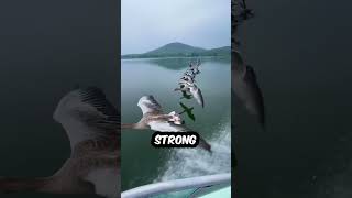 Goose Gallantry: Skyward Squadrons  #animals #goose #shorts