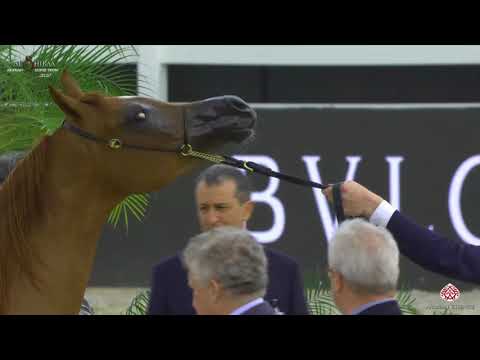 N 61 AL ARYAM HAWAYEL   Al Shiraa International Arabian Horse Show 2020