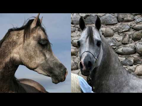 Amir Shaklan - 2005 Arabian Stallion