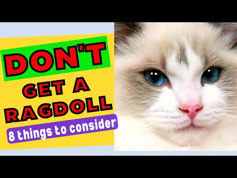 Don't Get a RAGDOLL Before Watching / 8 Things You MUST Consider Before Getting A RAGDOLL Cat