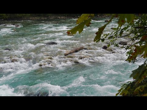 Rushing Flooded River Sounds for INSTANT Sleeping ~ Rushing Water Stream Nature Sound 10 mins Sleep