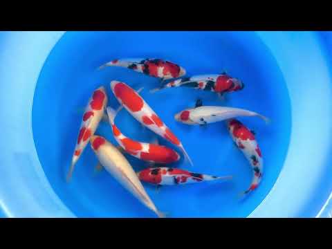 JKS-202 WYSIWYG 1Y Tateshita showa and kohaku 28-34 cm 9X