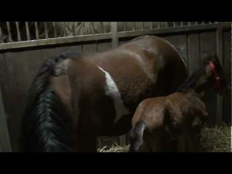 bacardi  van de hengst patser