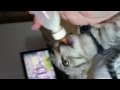 My Little Pussy D