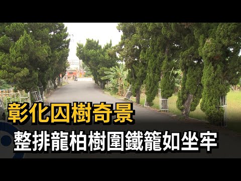 有人收購龍柏樹嗎