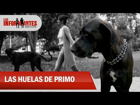 ‘Primo’, el remedio de cuatro patas que salvó a Margarita Posada de la depresión - los informantes