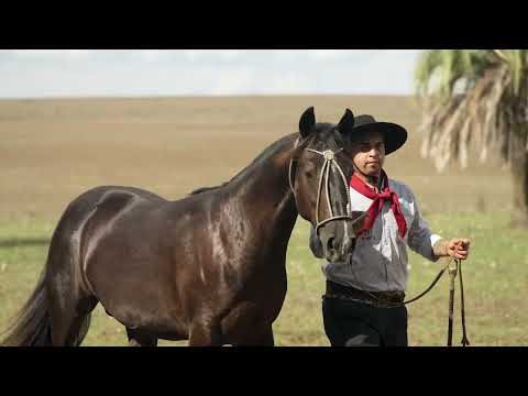 Lote B  - Basco Impacto