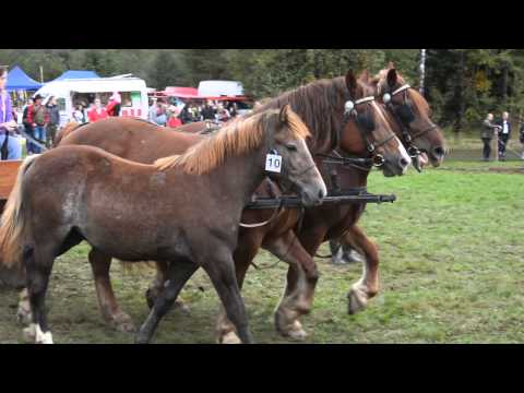 XV. Formanský den - Borová u Poličky