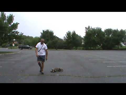 Rosa's K-9 Training (Weimaraner Obedience)