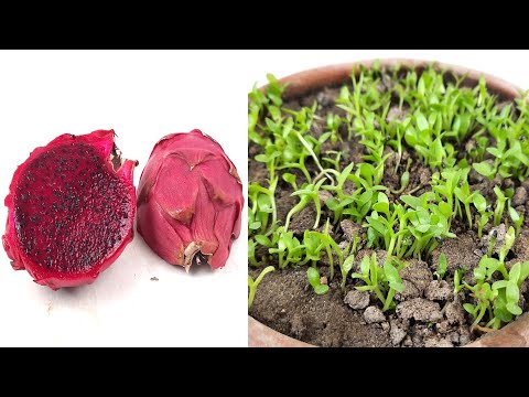 Amazing way to grow Dragon fruit from seed in 4 days