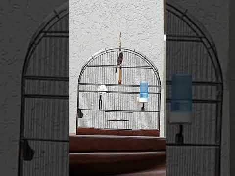 CRIATÓRIO TOP dos TOPS 069 99236-2150