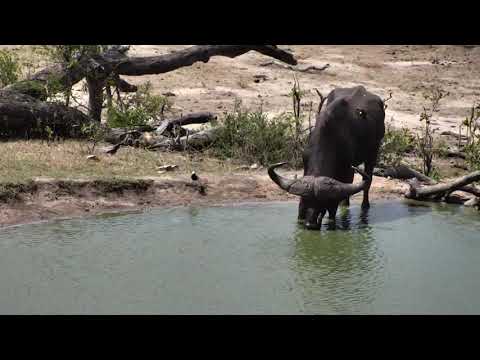 Djuma: Lone African Buffalo with the limp - 13:38 - 11/22/18