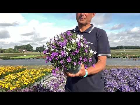 Campanula portenschlagiana Clockwise Duo 17 cm