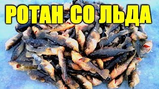 Ловля крупного ротана по первому льду