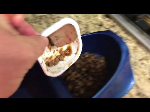 YouTube video about: Can you warm up dog food in the microwave?