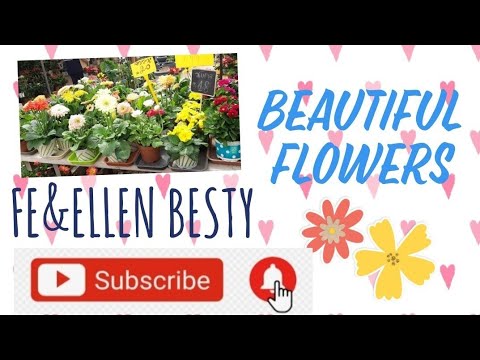 Beautiful Flowers @ Netanya Israel