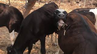 LA CUARENTENA SIGUE Y LOS ANIMALITOS CON HAMBRE