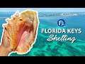 Experience Shelling In The Florida Keys