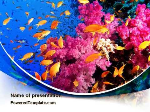 download lagu mp3 mp4 Coral Reef Template, download lagu Coral Reef Template gratis, unduh video klip Coral Reef Template
