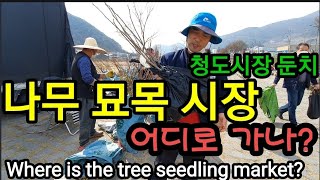 과수원예나무 묘목시장 어디가 좋은가? Where is the tree seedling market?