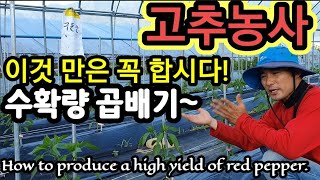 오히려 고추 수확이 더 많아유~~ How to produce a high yield of red pepper…