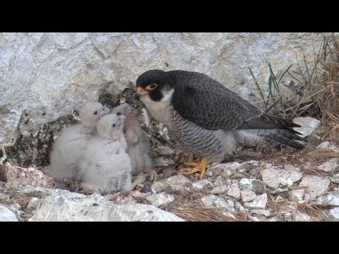 Le faucon pèlerin – oiseau de l'année 2018