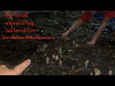 The haunted forest of the giant king cobra. “No one dares to go in and look for mushrooms!! I can...