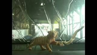 tiger car wash - percy faith - ebb tide