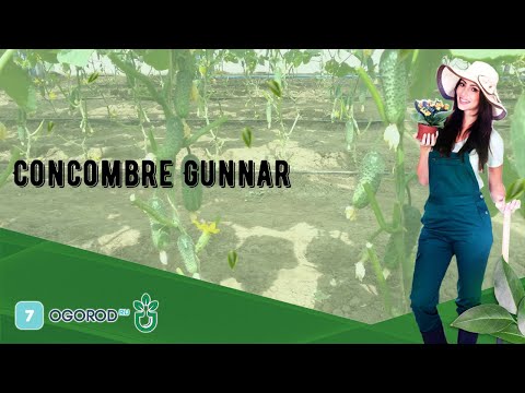 , title : 'Concombre Gunnar'