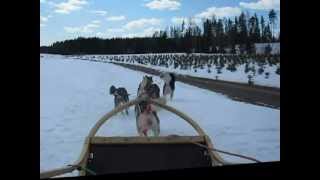 preview picture of video '5 x alaskan malamute, south finland, 09.04.2012'