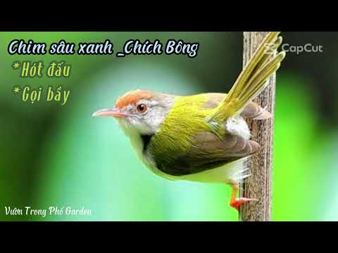 Tiếng chim sâu xanh hót vang ko tạp âm