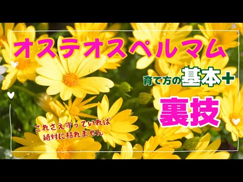 オステオメレスについて詳しく解説