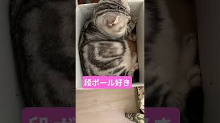 #cat#ねこ
