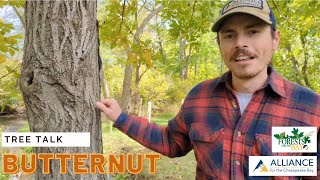 Tree Talk: Butternut
