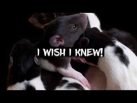 , title : '10 Things I Wish I Knew Before Breeding Rats!'