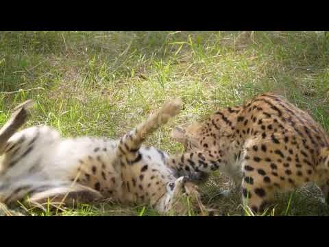 Wild animals big cats attack 